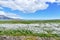 Meadow full of cotton grass in beautiful Iceland