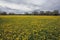 Meadow full of Dandelions growing in Spring