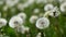 Meadow full of dandelions. Loop.