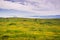 Meadow full of goldfield wildflowers; fog and clouds in the background, south San Francisco bay area, California