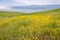 Meadow full of goldfield wildflowers; fog and clouds in the background, south San Francisco bay area, California