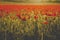 A meadow full of red common poppies