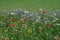 Meadow full of a variety of colorful wild flowers, England UK