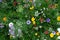 Meadow full of a variety of colorful wild flowers including blue cornflowers, and buttercups amongst the grass, England UK