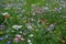 Meadow full of a variety of colorful wild flowers including blue cornflowers, and buttercups amongst the grass, England UK