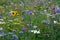 Meadow full of a variety of colorful wild flowers including blue cornflowers and yellow marigolds, England UK
