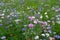 Meadow full of a variety of colorful wild flowers including blue and purple cornflowers, England UK