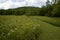 Meadow full of wildflowers early afternoon with path through woods