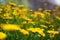 Meadow full of yellow aster wildflowers