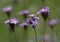 Meadow geranium