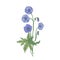 Meadow geranium or crane`s-bill flowers isolated on white background. Vintage drawing of wild perennial herbaceous