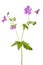 Meadow geranium (Geranium pratense) flower