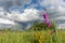 Meadow with Gladiolus in bloom in springtime