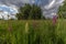 Meadow with Gladiolus in bloom in springtime