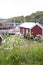 Meadow with gout weed in front of fishermans shack in the fishing billage Nusfjord, Lofoten Islands, Norway