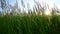 Meadow grass against sky and sun by day in Russia. Fragment