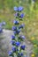 In the meadow in the grass blossom Echium vulgare