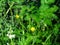 Meadow grass bluegrass and buttercups paigle on a blurry background