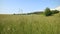 Meadow with grass, corn and trees