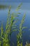 Meadow grass meadow with the tops of stele panicles. Poa pratensis green meadow european grass