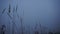 Meadow grass sways in fog in blue twilight