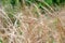 Meadow Grasses in the Breeze