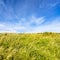 meadow grasses on field under blue sky