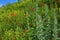 Meadow grasses on the hillside.