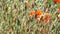 Meadow grasses and red poppies