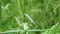 Meadow grasses sway in the wind with water drops after rain