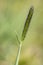 Meadow grasshopper Alopecurus pratensis