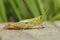 Meadow Grasshopper - Chorthippus parallelus