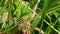 Meadow Grasshopper, Chorthippus parallelus in habitat