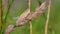 Meadow Grasshopper, Chorthippus parallelus in habitat