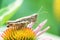 Meadow Grasshopper Chorthippus parallelus. Macro photograph of a brown grasshopper sitting on Echinacea purpurea flower eastern