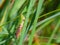 Meadow Grasshopper - Chorthippus parallelus resting on a  blade of grass.
