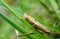 Meadow Grasshopper close up