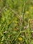 Meadow Grasshopper on a stem