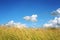 Meadow and Grassland. Blue sky. Kenozero park.