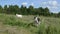In the meadow graze goat and small black white baby goatling