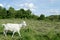 Meadow graze white goat nibble on grass