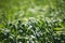 Meadow with green grass - close up view