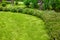 Meadow with green grass and a curved line of bushes with flowering.