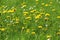 Meadow with green grass and dandelion and daisy blossoms