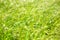 Meadow green grass, tall vegetation swaying in the wind. Natural summer background.