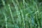 In the meadow growing cereal plant couch grass Elymus repens