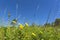 Meadow with Hawkbit and kidney vetch flowers on summer