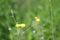 Meadow hawkweed in bloom closeup view with selective focus on foreground