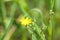 Meadow hawkweed flower in bloom closeup view with blurred grass behind
