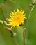 Meadow Hawkweed is more densely hairy on all parts